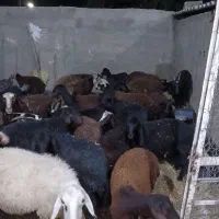 بره ماده قره قزل