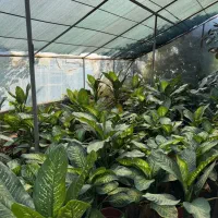 دیفنباخیا اپارتمانی