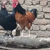 ۳ خروس