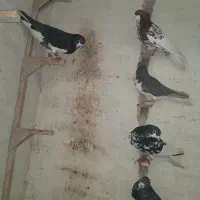 کبوتر.پرنده شهری