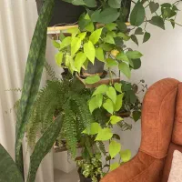 گل طبیعی|گل و گیاه طبیعی|گلبهار, شهر جدید گلبهار|دیوار