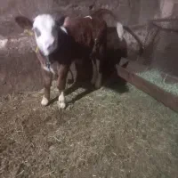 گاو شبری|حیوانات مزرعه|نظر کهریزی, |دیوار