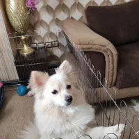 سگ پامر روباهی|سگ|بجنورد, |دیوار