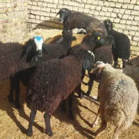 بره نر شیر مست|حیوانات مزرعه|هشتگرد, شهرک صنعتی هشتگرد|دیوار