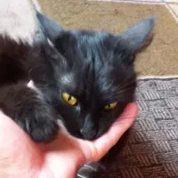 لوسی