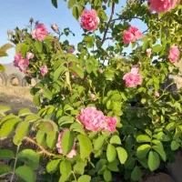 باغ هزار متری فول امکانات سیمین زاغه|فروش زمین و ملک کلنگی|بهار, |دیوار