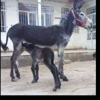 شیرالاغ.شیر الاغ شیرخر شیر خردوشیدن حضوری