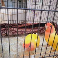 یک جفت کوتوله|پرنده|قم, شهرک سازمان آب|دیوار