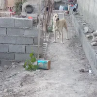 سراب نر اصل