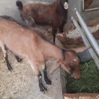 بز الپاین|حیوانات مزرعه|لنجان, |دیوار