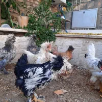 مرغ سلطان اصل