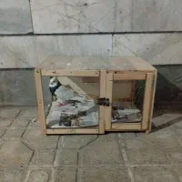 یک عدد کبوتر طوقی نر مست