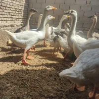 قوغاز|حیوانات مزرعه|هامون, |دیوار