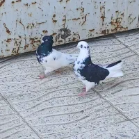 کبوتر فروشی