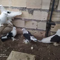 کبوتر تزیینی و زینتی فروش و معاوضه