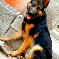 واگذاری سگ ژرمن کلاس a