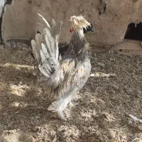 خروس|حیوانات مزرعه|اصفهان, زیار|دیوار