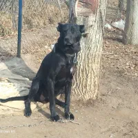 واگذاری سگ نگهبان