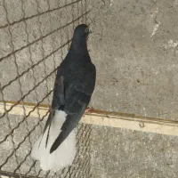 کفتر|پرنده|زارچ, |دیوار