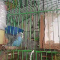 مرغ عشق برزیلی اسپانکل