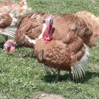 بوقلمون نر