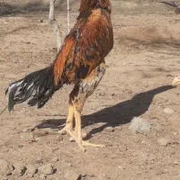 جفت اوشامو