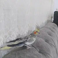 عروس هلندی|پرنده|کلارآباد, |دیوار