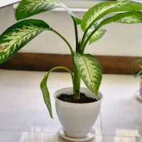 گل آپارتمانی دیفن باخیا(پرورش خانگی)|گل و گیاه طبیعی|ورامین, ورامین|دیوار