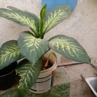 دو دیفن با هم ۵۰۰