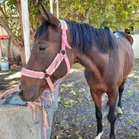 فروش اسب ایرانی|اسب و تجهیزات اسبسواری|مشهد, کوثر|دیوار