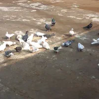 کفترپرشی بازی کن|پرنده|ویسیان, |دیوار