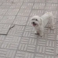 سگ نژادشیتزو|سگ|مبارکه, |دیوار