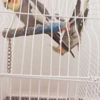 عروس هلندی|پرنده|مشگین شهر, |دیوار