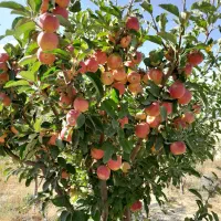 سیب زرد و قرمز صادراتی جهت مجالس وعروسی   زیرقبمت