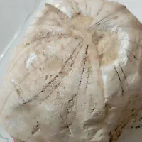 فسیل ستاره دریایی