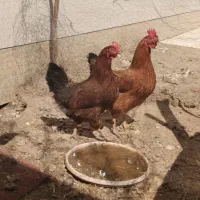 مرغ تخمگذاز