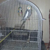 فروش عروس هلندی