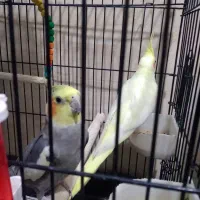 عروس هلندی کاملن سالم تخم گذاشته ۳|پرنده|جوادآباد, |دیوار