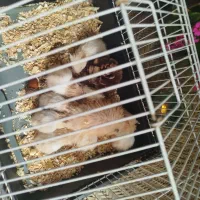 همستر|موش و خرگوش|گلبهار, شهر جدید گلبهار|دیوار