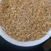 گندم دیمی