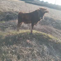 لیشه چالوسی عروسک|حیوانات مزرعه|کلاچای, |دیوار