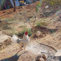 خروس گلین|حیوانات مزرعه|سرپل ذهاب, |دیوار