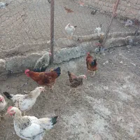 خروس|حیوانات مزرعه|سرپل ذهاب, |دیوار