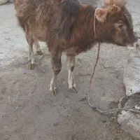 گوساله ماده|حیوانات مزرعه|خان ببین, |دیوار