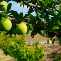 زمین کشاورزی واقع در همجوار روستای آرتد آسران
