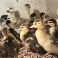 بچه اردک اسراییلی موجوده ،نژاد سنگین،جوجه مرغ محلی