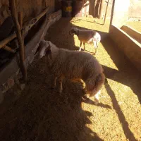 کاور ورن سنجابی|حیوانات مزرعه|حمیل, |دیوار