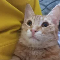گربه گمشده