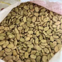 باقلا|عمده‌فروشی|گلوگاه بابل (گلیا), |دیوار