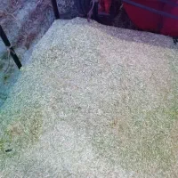 ذرت علوفه ای .کاه گندم ..کو.|خدمات باغبانی و درختکاری|دوزین, |دیوار